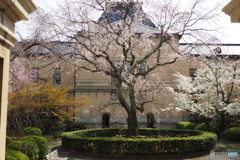 京都府庁 中庭の春1