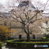 京都府庁 中庭の春1