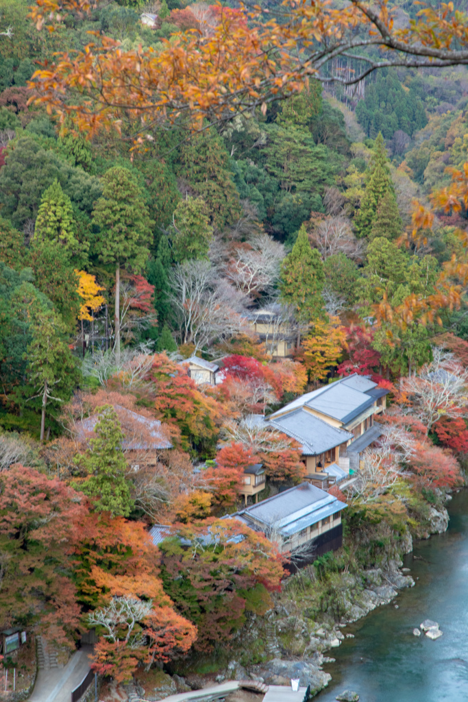 嵐山のもみじ