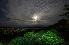 月夜とあじさい