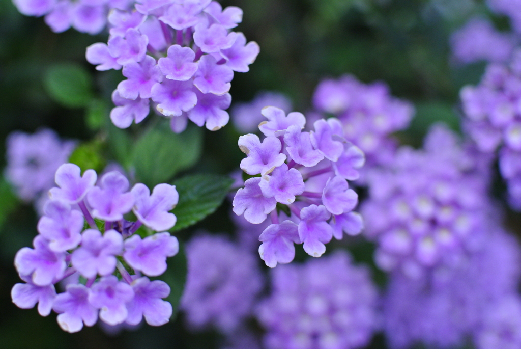 紫の花　002