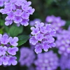紫の花　002