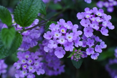 紫の花001