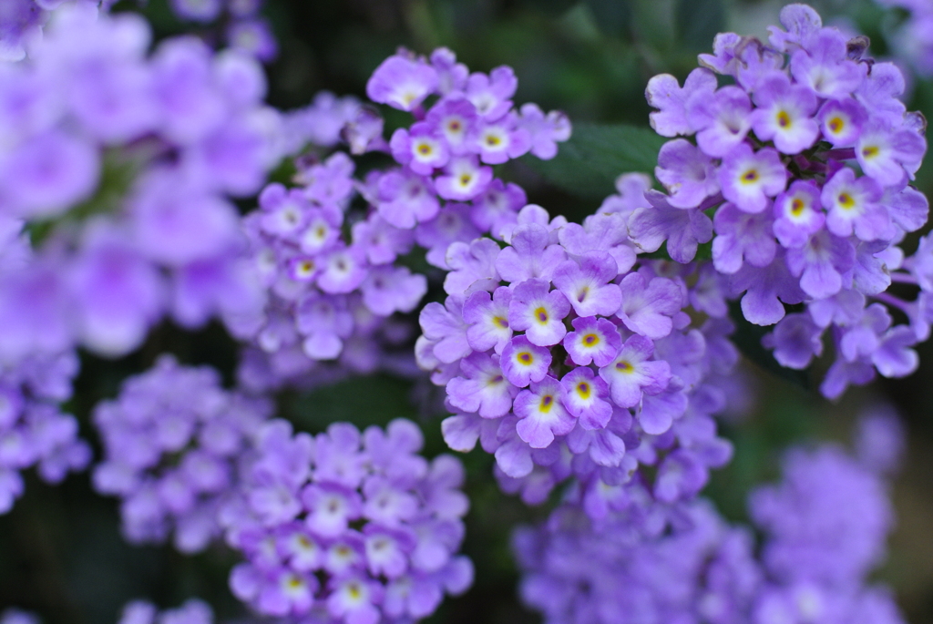 紫の花　003