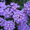 紫の花　003