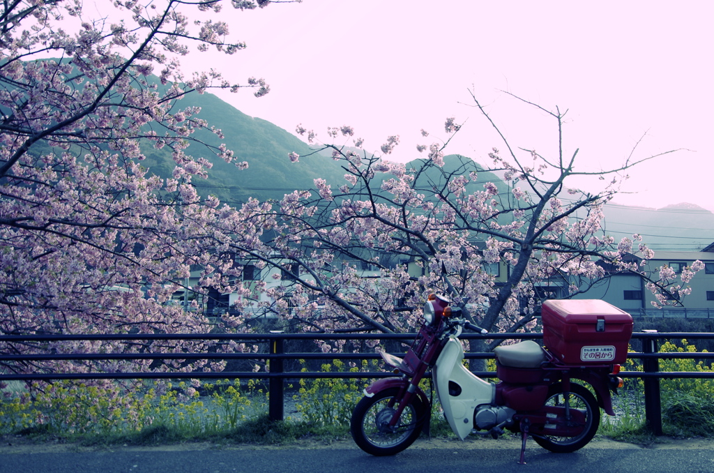 桜と郵便屋