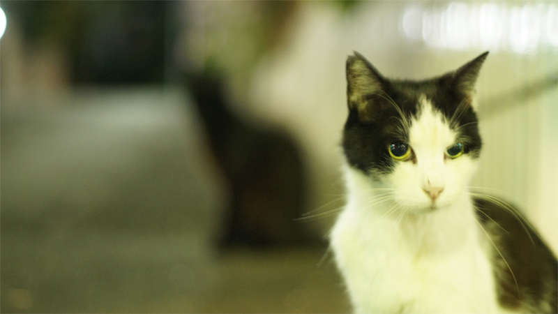 ねこ