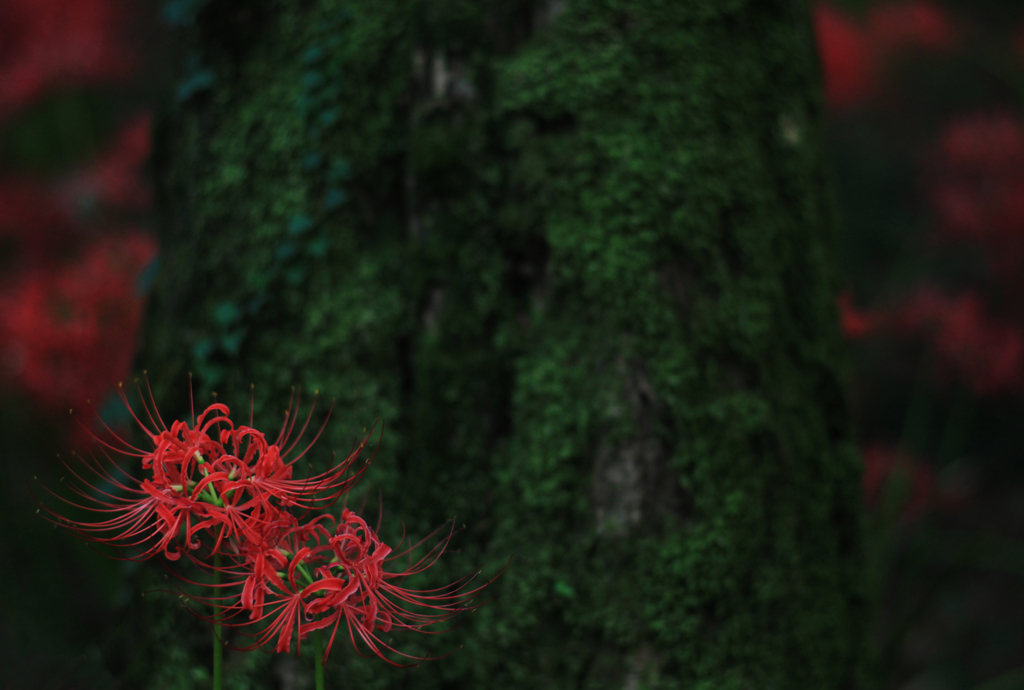 森の花１