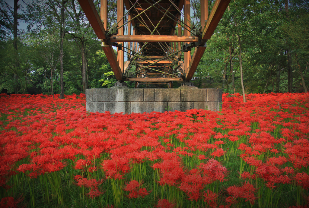 橋の下の花