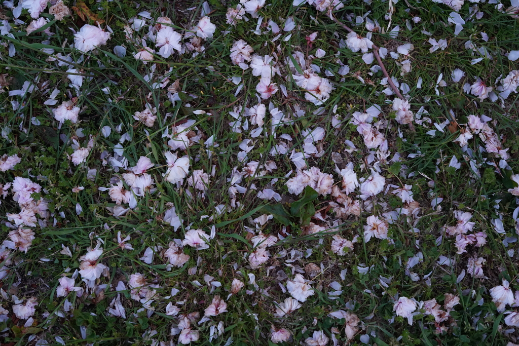 花筵