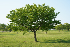 この～木何の木