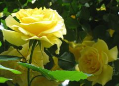 5月の黄薔薇