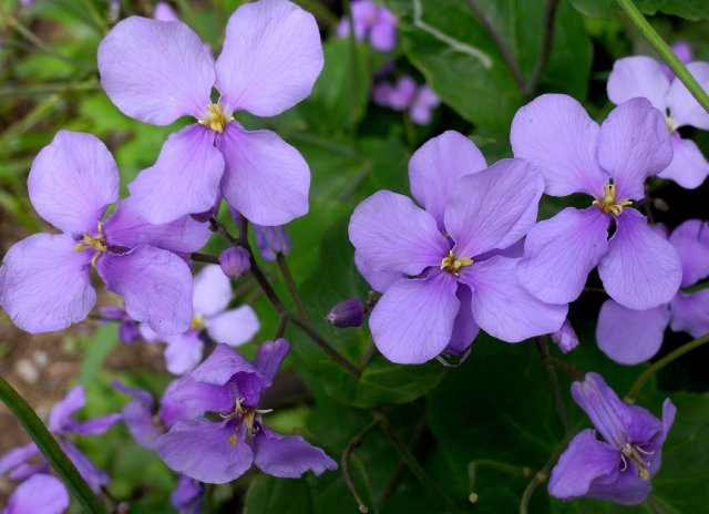 dame's violet