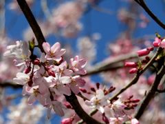 weeping cherry