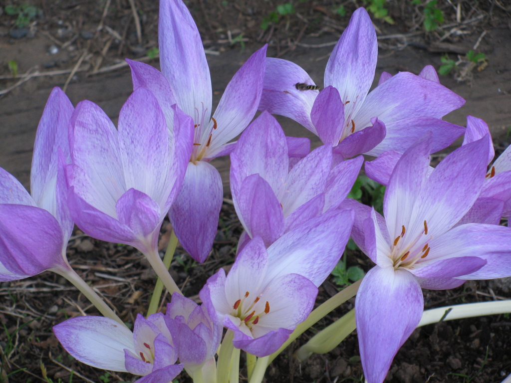 colchicum