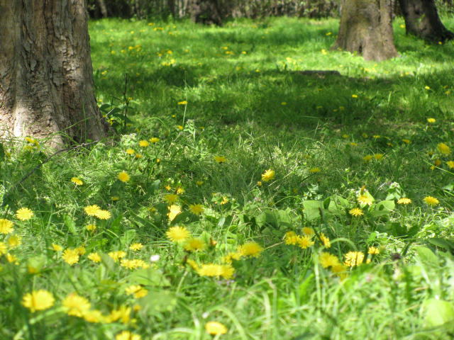 park in April