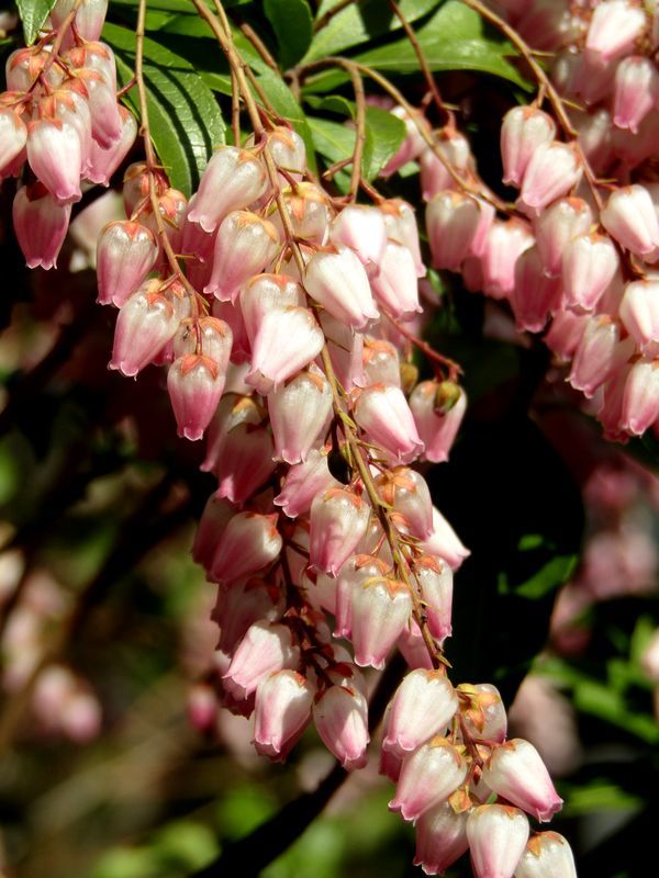 Pieris japonica