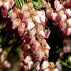 Pieris japonica