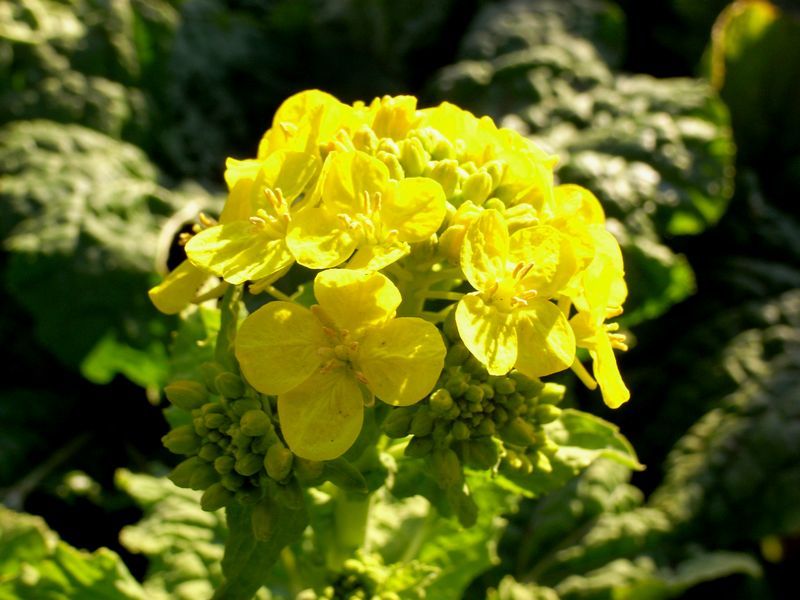 spring color