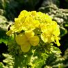spring color