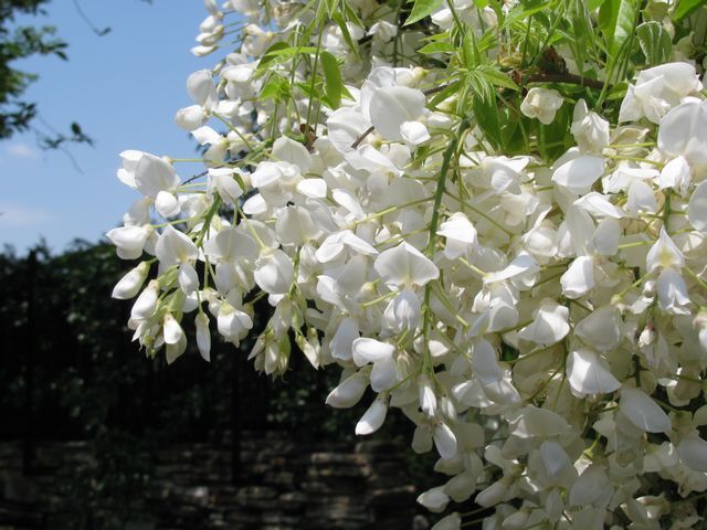 white wisteria