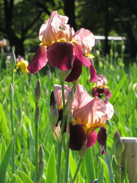 花菖蒲