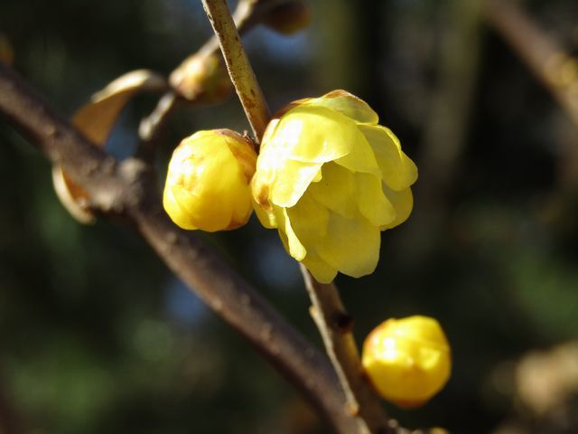 winter light