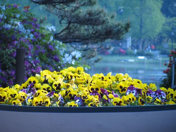 yellow pansies