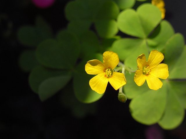 oxalis corniculata