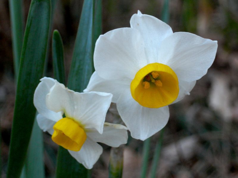 narcissus