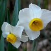narcissus