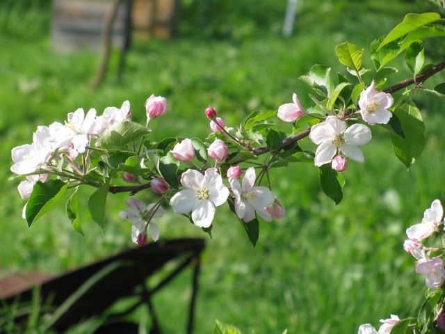 apple flowers