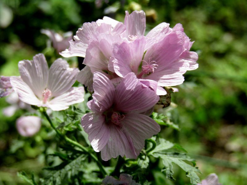 apple blossom