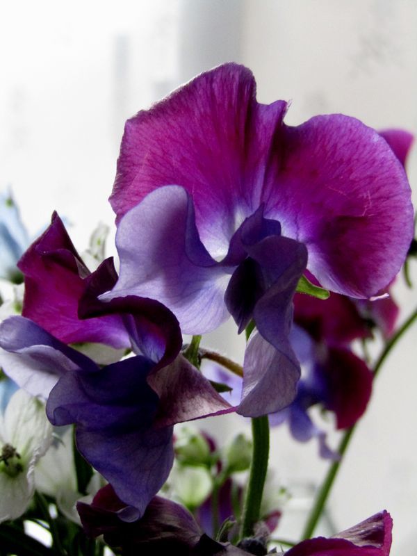 sweet pea