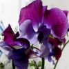sweet pea