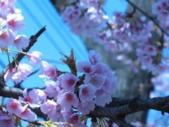 sakura in my neighborhood