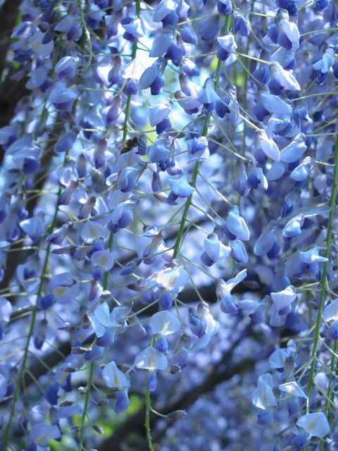 wisteria 