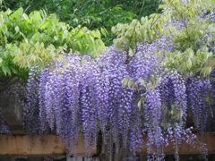 wisteria in Aomori
