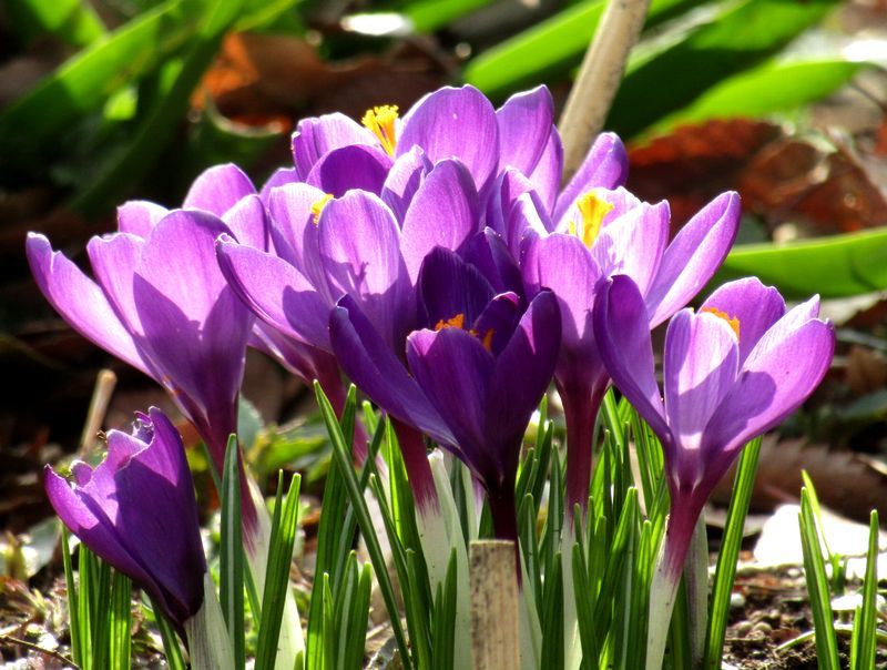 crocus