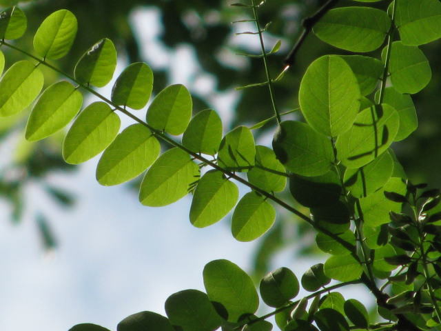 young leaves