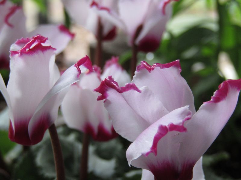 cyclamen