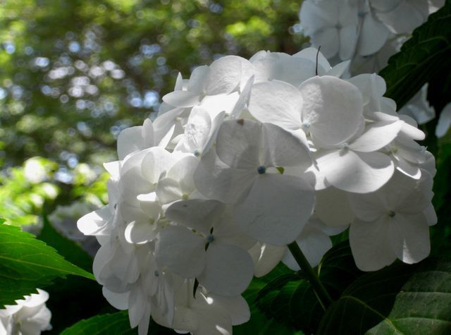 white hydrangea