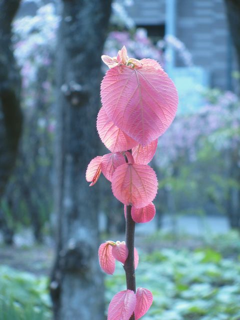 red leaves