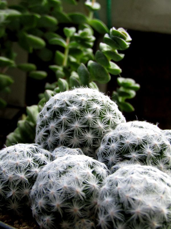 cactus
