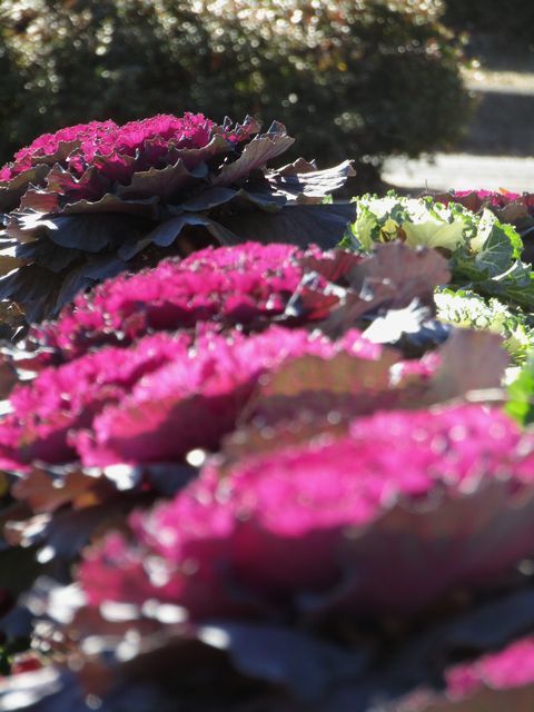 flowering kale