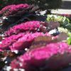 flowering kale