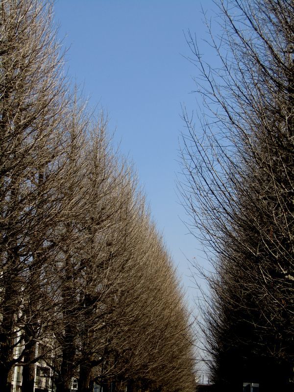 ginkgo trees