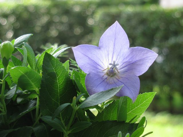 balloonflower