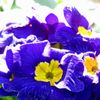 primula