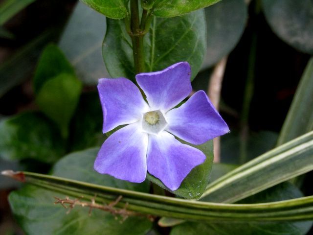 periwinkle